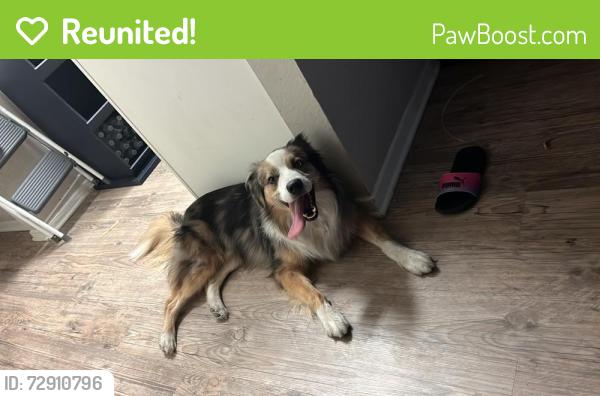 Reunited Male Dog last seen Near FM  , Leander, TX 78641