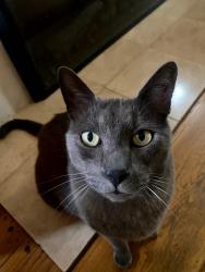 Reunited Male Cat last seen Allendale Avenue with High Street, Oakland, CA 94619