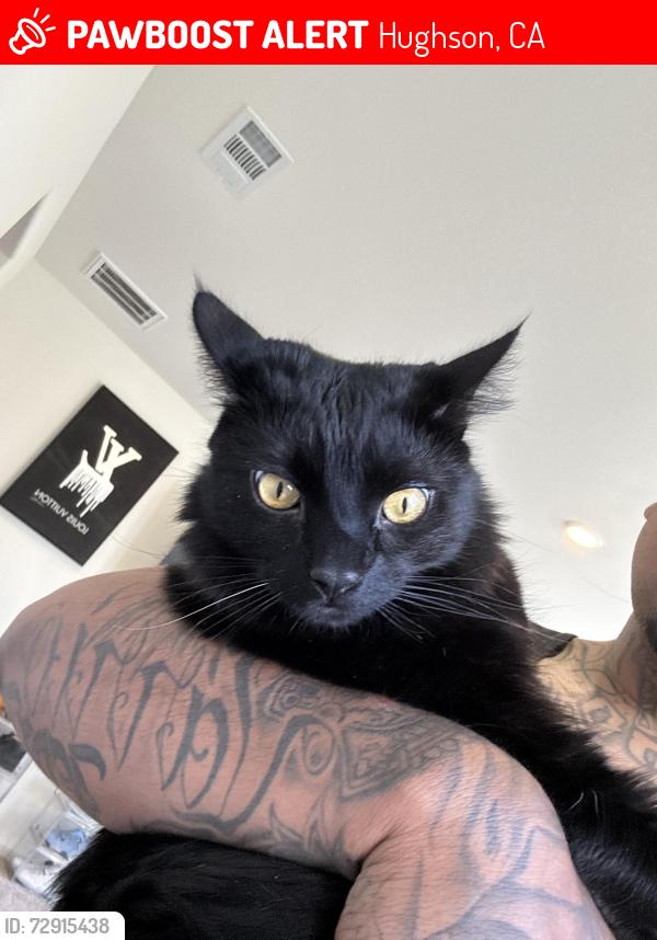 Lost Male Cat last seen Hatch and Santa fee, Hughson, CA 95326