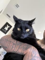 Lost Male Cat last seen Hatch and Santa fee, Hughson, CA 95326