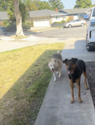 Reunited Male Dog last seen East & Ball, Anaheim, CA 92805