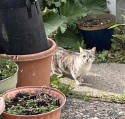 Found/Stray Female Cat last seen 15th and Avenue E., Billings, MT 59102