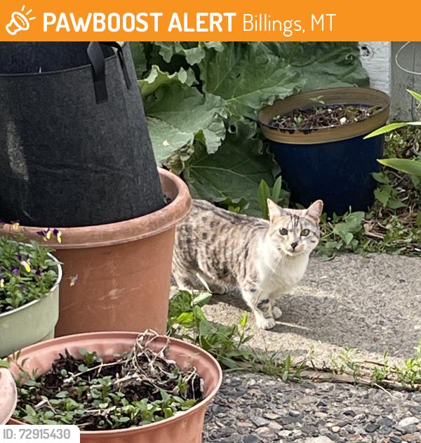Found/Stray Female Cat last seen 15th and Avenue E., Billings, MT 59102