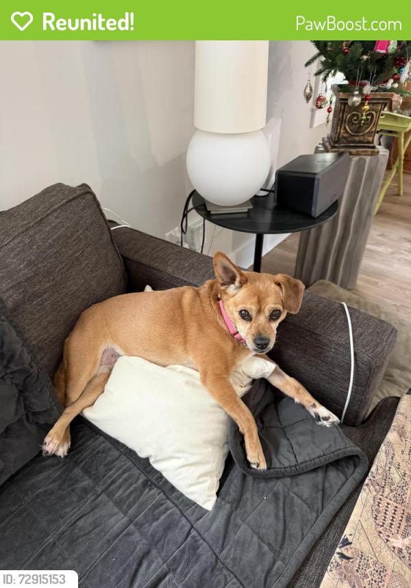 Reunited Female Dog last seen Millbank St and North Raleigh Blvd, Raleigh, NC 27610