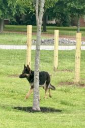 Found/Stray Female Dog last seen Hwy 64 and Schaeffer Drive, Shelby County, TN 38028