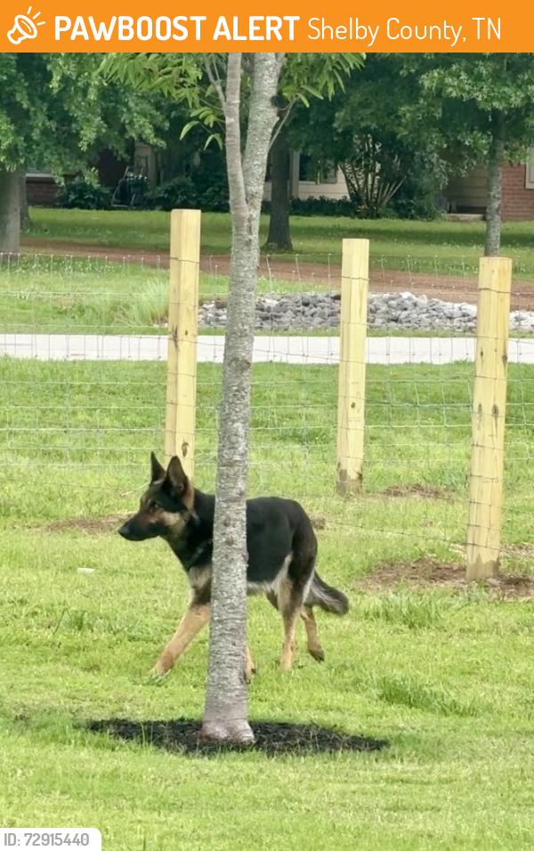 Found/Stray Female Dog last seen Hwy 64 and Schaeffer Drive, Shelby County, TN 38028