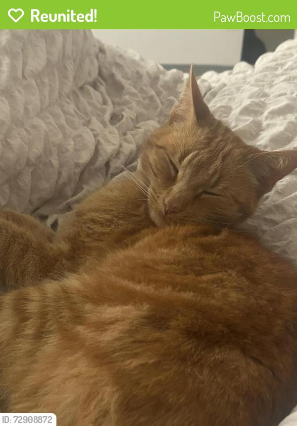 Reunited Male Cat last seen Crowcroft Park, Nutsford Vale, Levenshulme, England M19 3AY