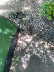 Found/Stray Unknown Reptile last seen Ucr, Riverside, CA 92507
