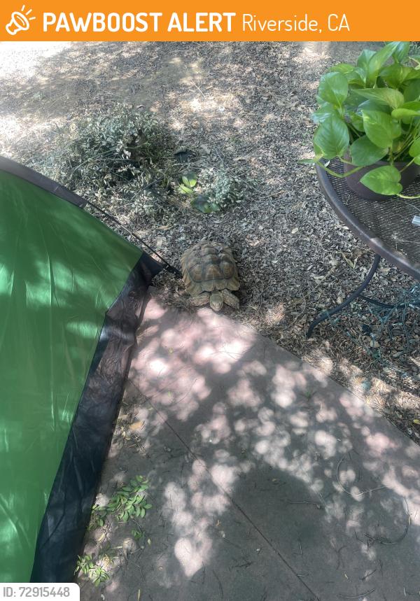 Found/Stray Unknown Reptile last seen Ucr, Riverside, CA 92507
