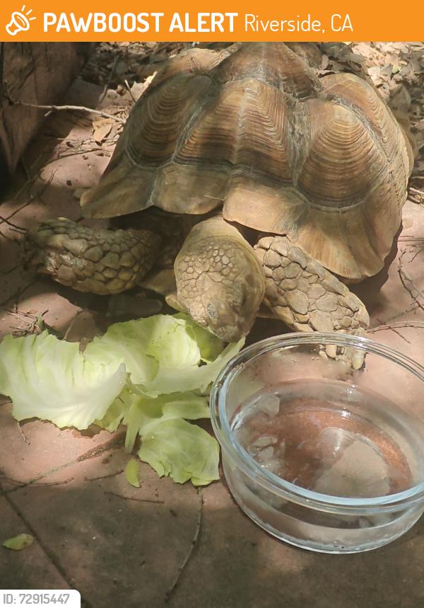 Found/Stray Unknown Reptile last seen blaine & spruce, Riverside, CA 92507