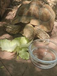 Found/Stray Unknown Reptile last seen blaine & spruce, Riverside, CA 92507