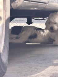 Found/Stray Male Dog last seen Durfee and Elliott , El Monte, CA 91732