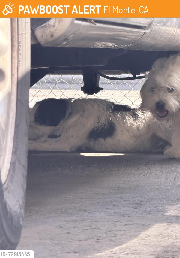 Found/Stray Male Dog last seen Durfee and Elliott , El Monte, CA 91732