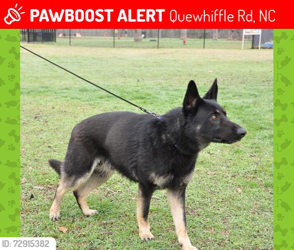 Lost Male Dog last seen Stubby oaks rd & reservation rd, Quewhiffle Rd, NC 28315
