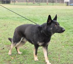 Lost Male Dog last seen Stubby oaks rd & reservation rd, Quewhiffle Rd, NC 28315