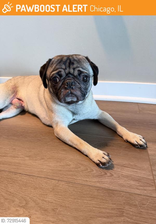 Found/Stray Male Dog last seen Narragansett & Fullerton Ave Chicago, IL, Chicago, IL 60639