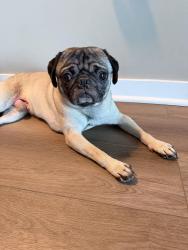Found/Stray Male Dog last seen Narragansett & Fullerton Ave Chicago, IL, Chicago, IL 60639