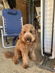Lost Male Dog last seen On lakeside st , Los Angeles, CA 91342