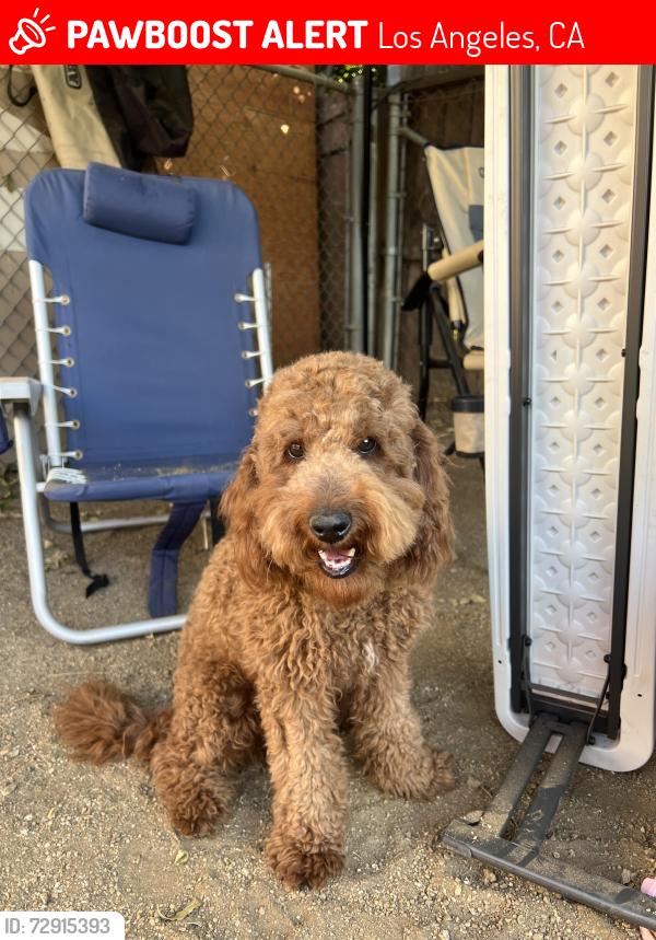 Lost Male Dog last seen On lakeside st , Los Angeles, CA 91342
