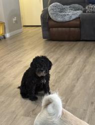 Reunited Male Dog last seen Bermuda and Starr, Henderson, NV 89052
