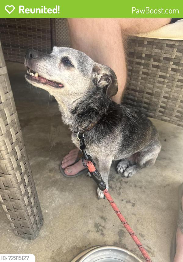 Reunited Female Dog last seen Fireway Dr. and Erith St., San Diego, CA 92111