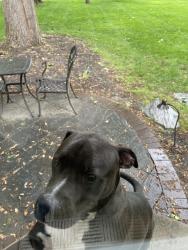 Found/Stray Male Dog last seen Near Holliday Park , Indianapolis, IN 46260