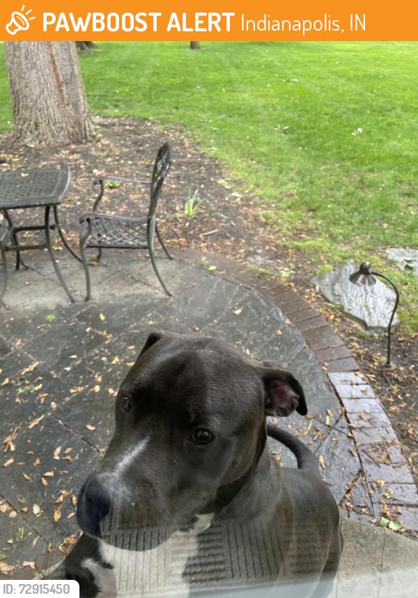 Found/Stray Male Dog last seen Near Holliday Park , Indianapolis, IN 46260