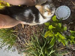 Found/Stray Unknown Cat last seen Donneymoor Dr, Riverview, FL 33569
