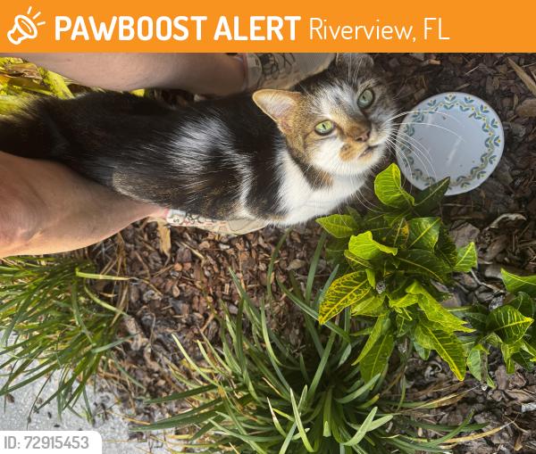 Found/Stray Unknown Cat last seen Donneymoor Dr, Riverview, FL 33569
