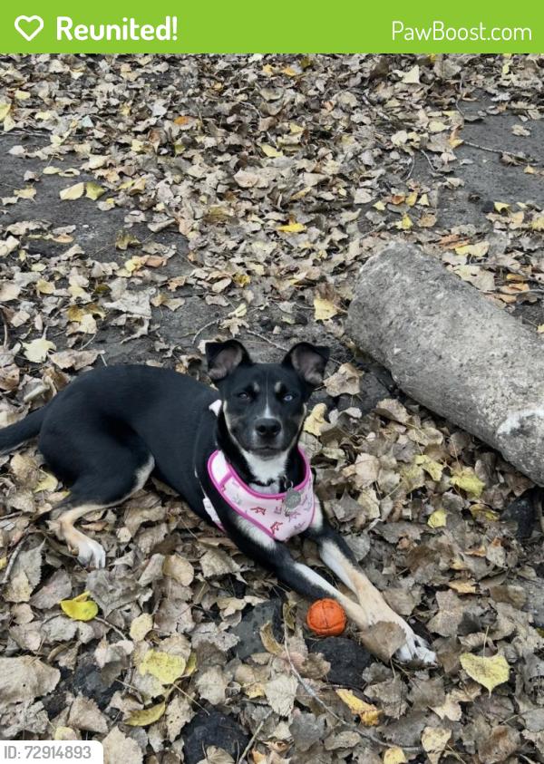Reunited Female Dog last seen Lancaster and Clayton , Clayton, MO 63105