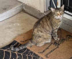 Found/Stray Unknown Cat last seen Menaul and 8th, Albuquerque, NM 87107
