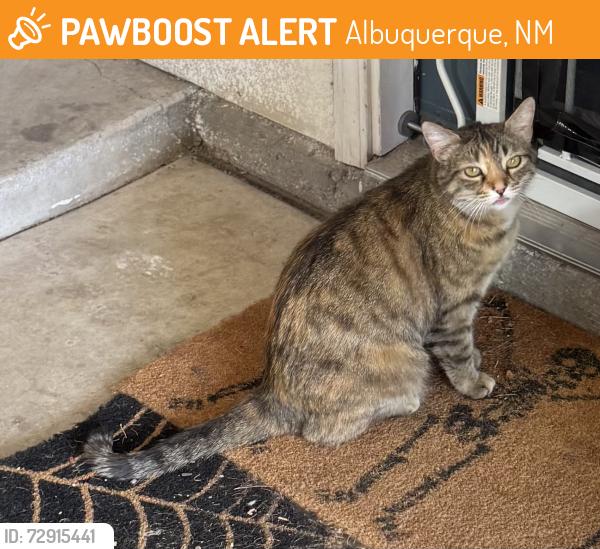 Found/Stray Unknown Cat last seen Menaul and 8th, Albuquerque, NM 87107