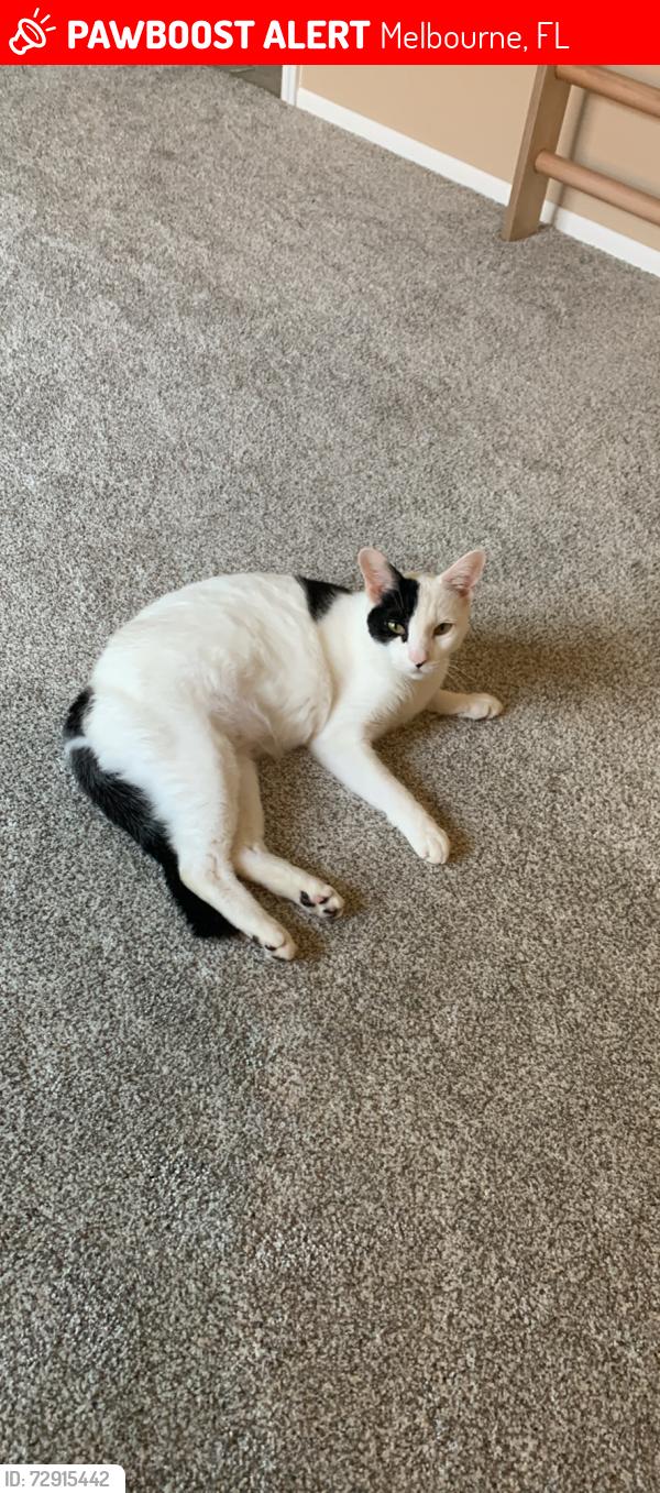 Lost Male Cat last seen Kingsmill Subdivision , Melbourne, FL 32934