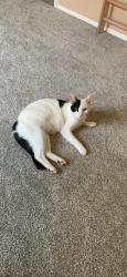 Lost Male Cat last seen Kingsmill Subdivision , Melbourne, FL 32934