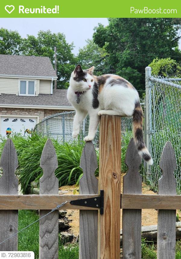 Reunited Female Cat last seen 55th & O St , Omaha, NE 68117