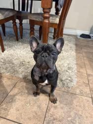 Reunited Female Dog last seen Lost Canyon Ranch Road and Lantern, Castle Rock, CO 80104