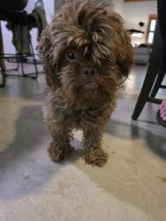 Reunited Male Dog last seen Youngblood and South Tryon, Charlotte, NC 28278