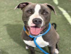 Shelter Stray Male Dog last seen , Los Angeles, CA 90025