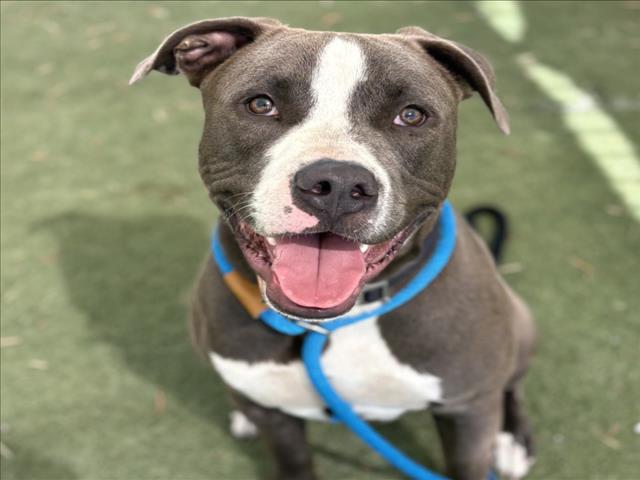 Shelter Stray Male Dog last seen , Los Angeles, CA 90025