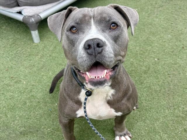 Shelter Stray Female Dog last seen , Los Angeles, CA 90025