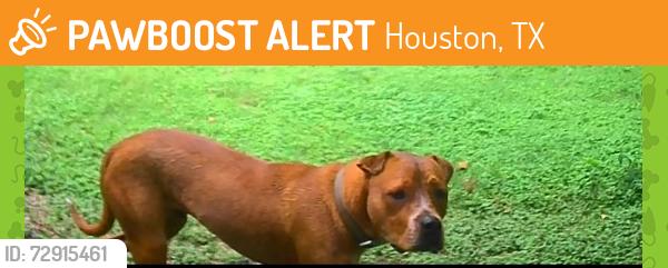 Found/Stray Male Dog last seen Veterans memorial , Houston, TX 77066