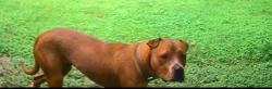 Found/Stray Male Dog last seen Veterans memorial , Houston, TX 77066