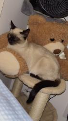 Reunited Male Cat last seen Covebrook place , Calgary, AB T3K 0C8