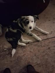 Lost Female Dog last seen Lyon Street, Houston, TX 77020