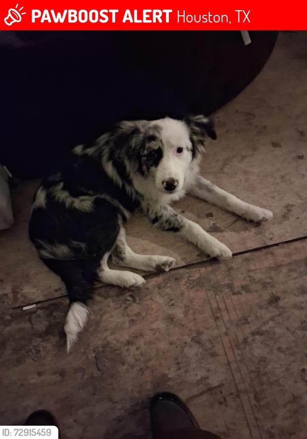 Lost Female Dog last seen Lyon Street, Houston, TX 77020