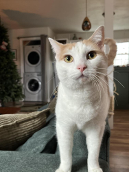 Lost Male Cat last seen Lane Drive - North Nashville, Lane Drive , Nashville, TN 37207