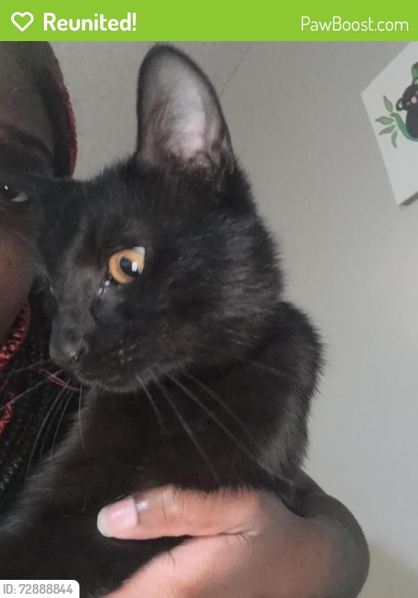 Reunited Male Cat last seen Amos bridges road, Sanford, NC 27330