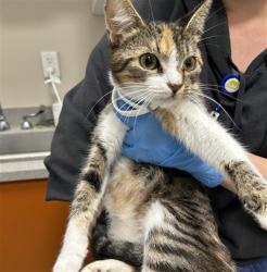 Shelter Stray Female Cat last seen WYANDOTTE CT / FERTELLI DR, Elk Grove, CA 95624