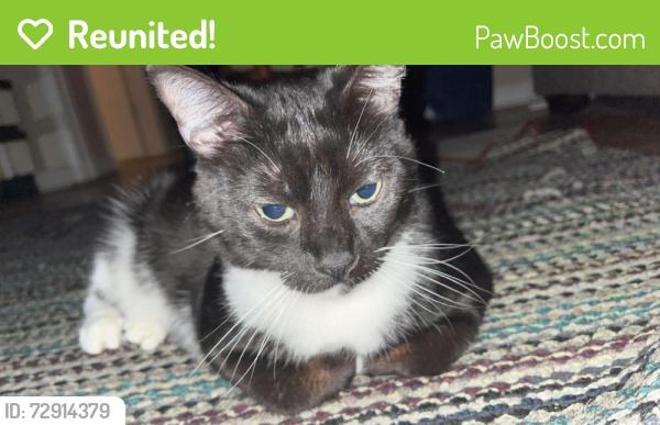 Reunited Male Cat last seen Near Coryell St, League City, TX 77573, USA, League City, TX 77573