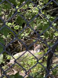 Found/Stray Unknown Cat last seen Rochester rd and avon , Rochester Hills, MI 48307